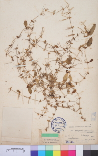 Specimen thumbnail